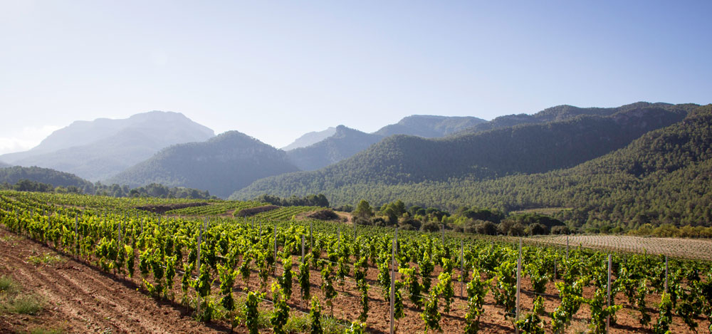 Celler Vendrell Rived · DO Montsant · Marçà